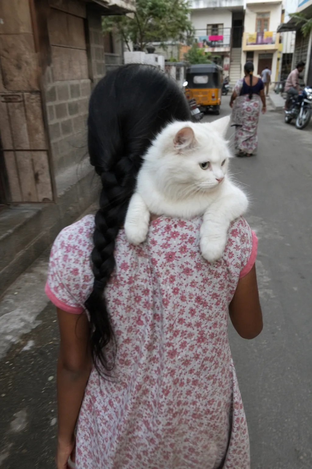 Cat Carry Street AI photo look